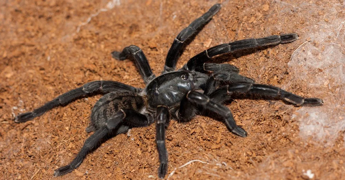17096 black tarantula bite symptoms