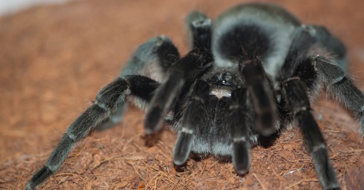 17096 black tarantula identification