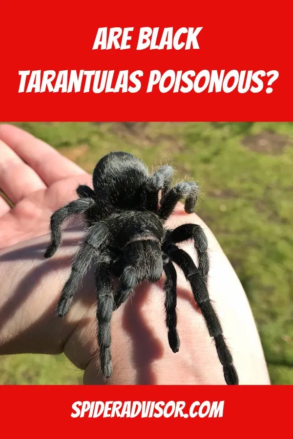 17096 tarantula bite first aid