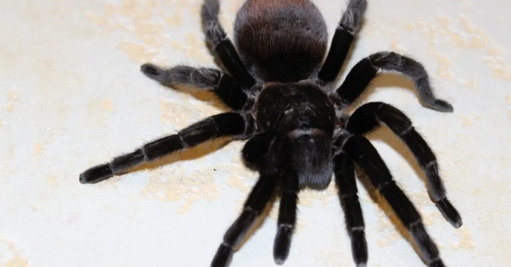 17096 tarantula myth vs fact