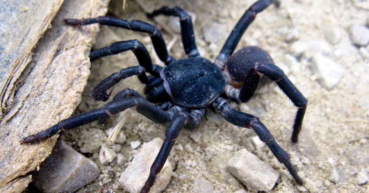 17096 tarantula venom composition