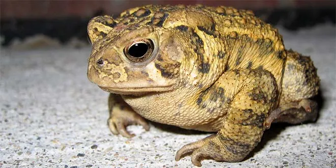 17097 toad appearance