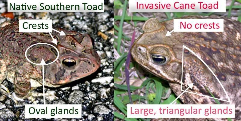 17097 toad toxic skin