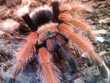 17099 mexican fireleg tarantula appearance