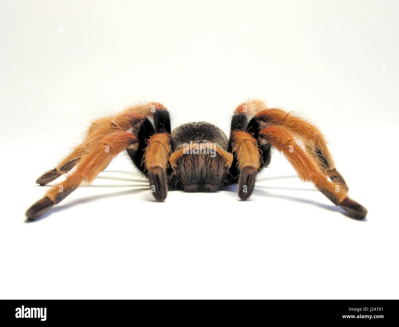 /img/17099-mexican-fireleg-tarantula-awesome.webp