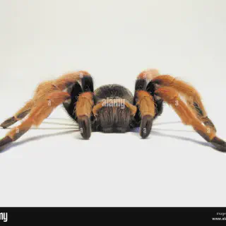 /img/17099-mexican-fireleg-tarantula-awesome.webp