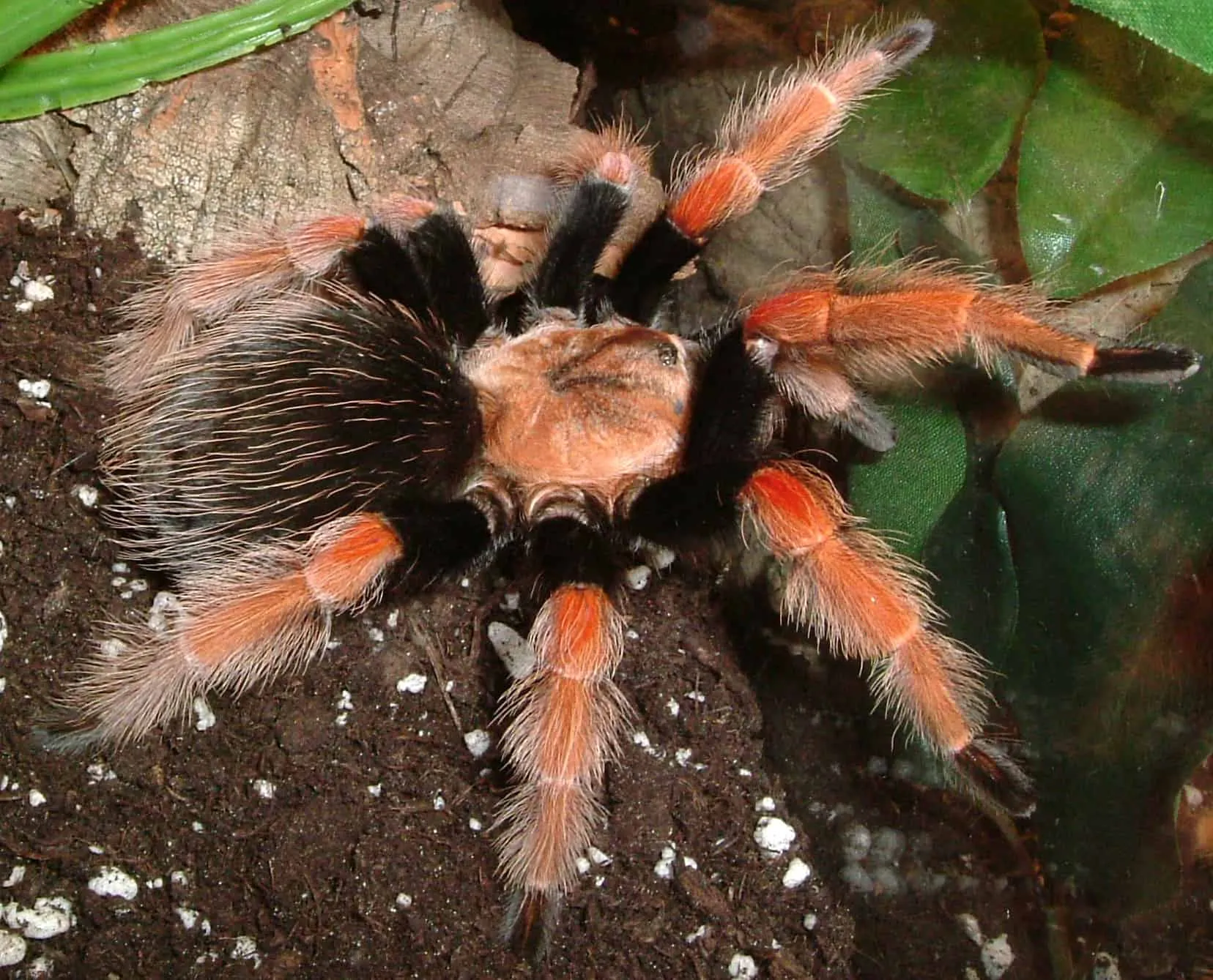 17099 mexican fireleg tarantula behavior