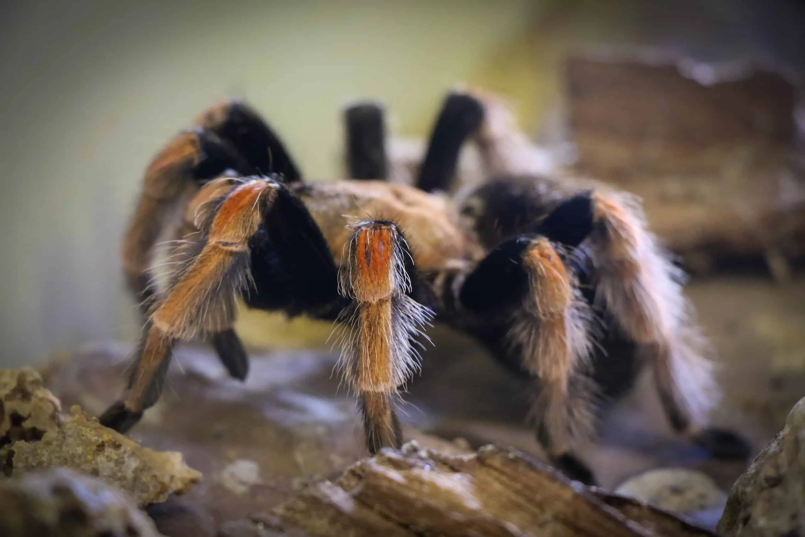 17099 mexican fireleg tarantula defensive