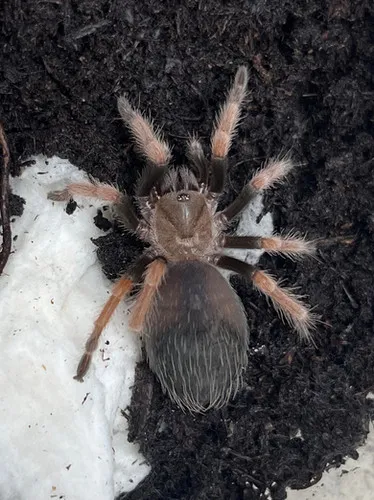 17099 mexican fireleg tarantula diet