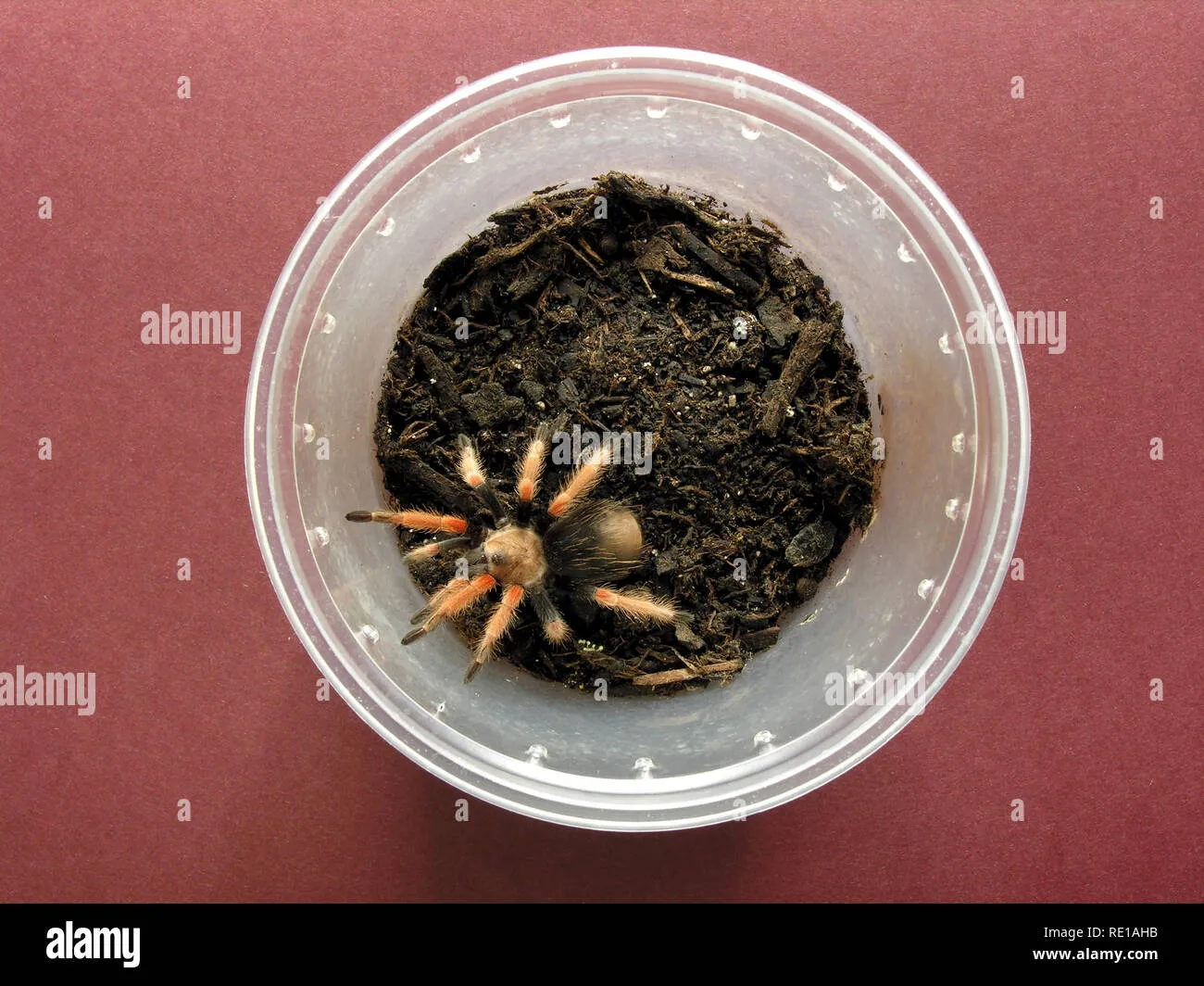 17099 mexican fireleg tarantula enclosure