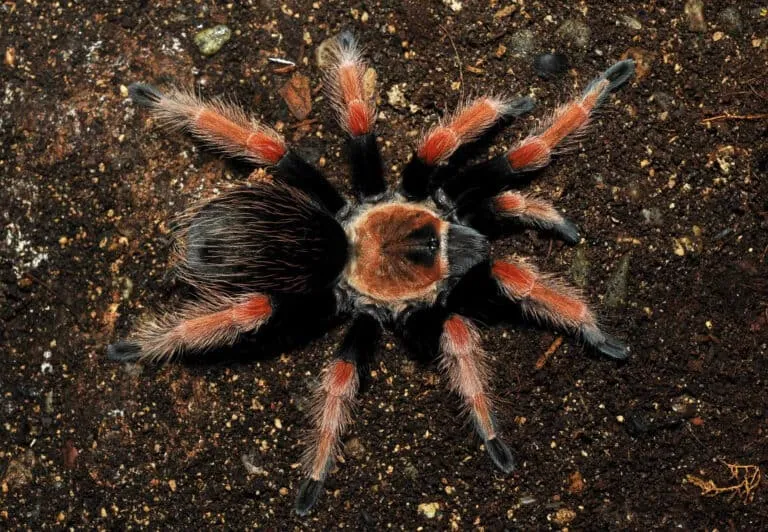 17099 mexican fireleg tarantula habitat