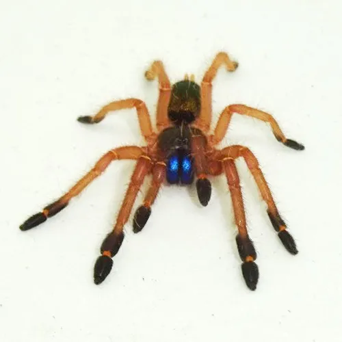 17100 blue fang tarantula breeder