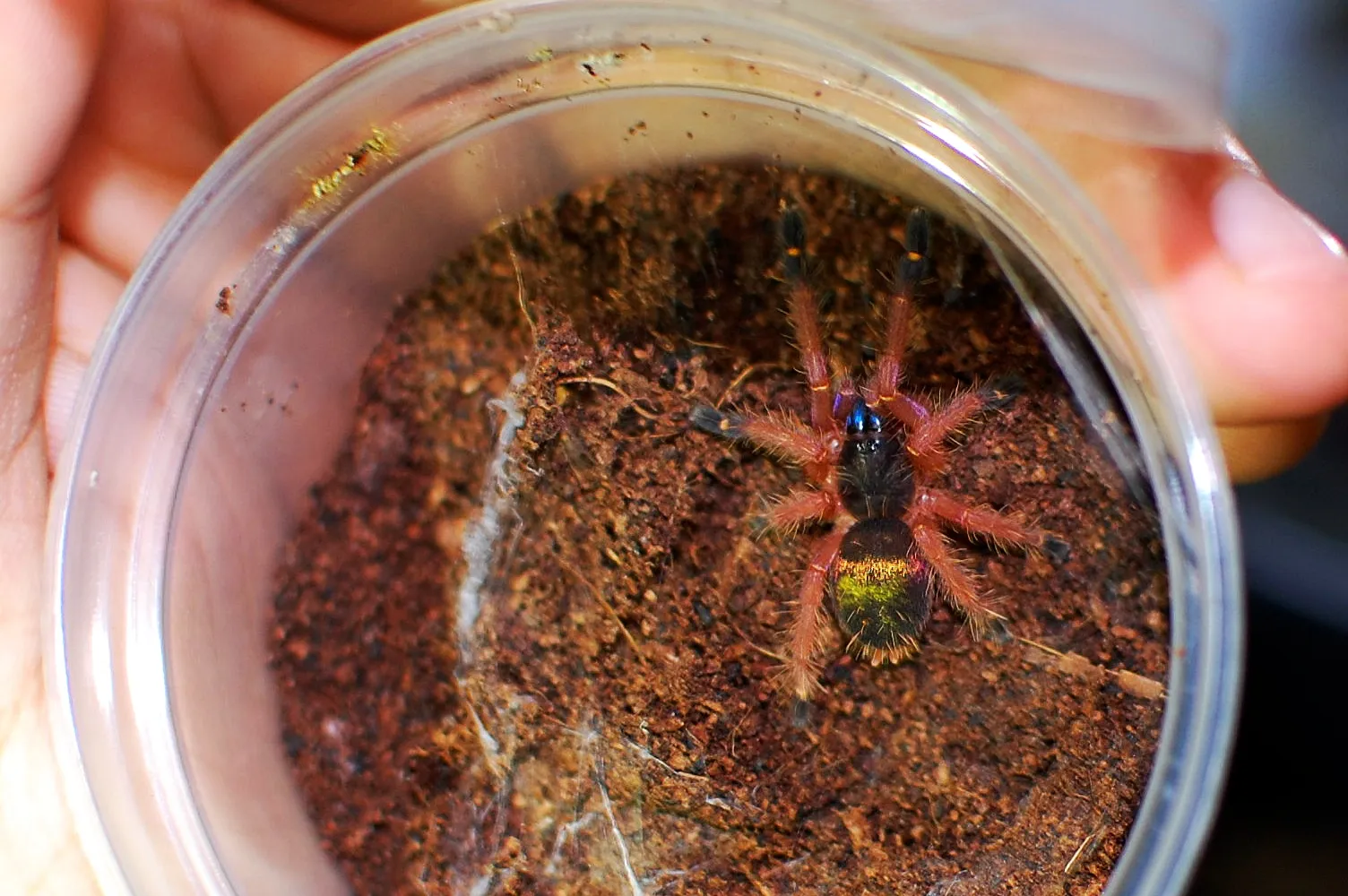 17100 blue fang tarantula enclosure