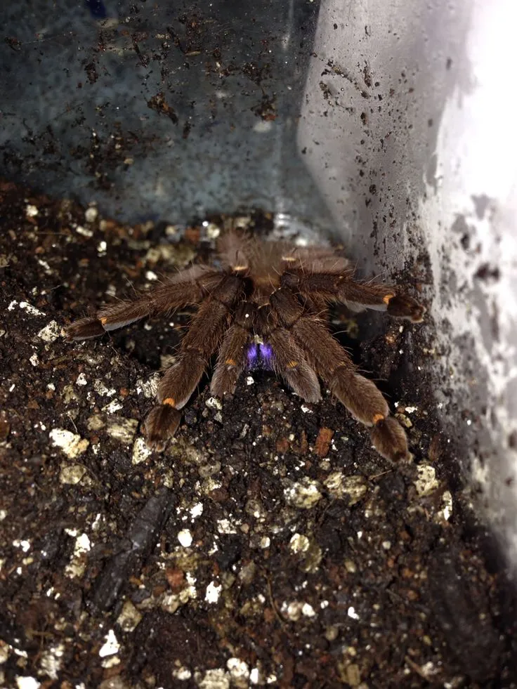 17100 blue fang tarantula feeding