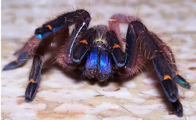 17100 blue fang tarantula morphs