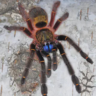 /img/17100-blue-fang-tarantula-saving-money.webp