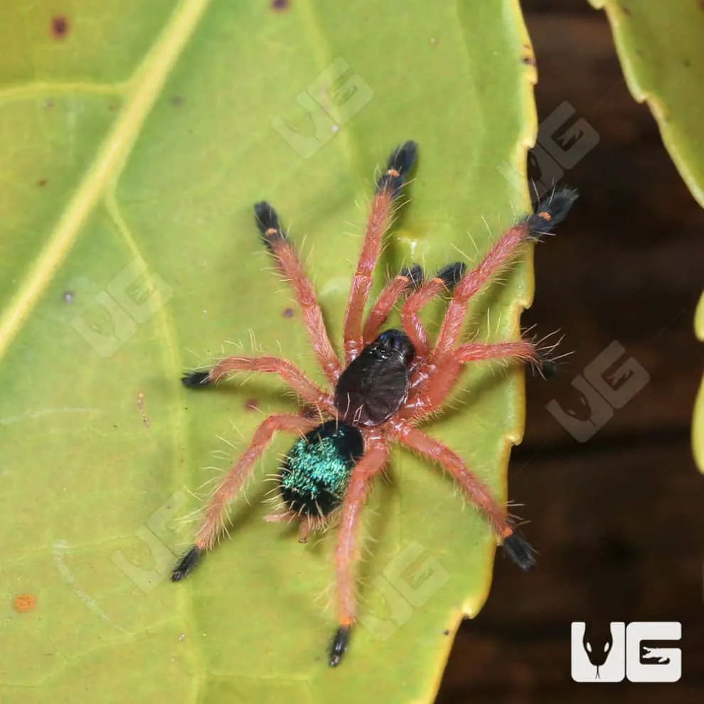 17100 blue fang tarantula size