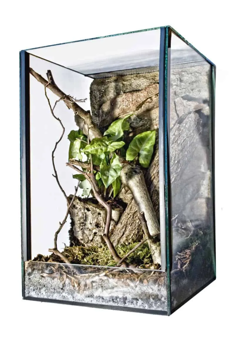 /img/17101-tarantula-enclosure-safe-environment.webp