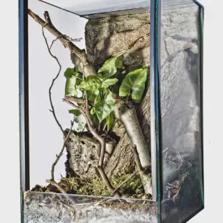 /img/17101-tarantula-enclosure-safe-environment.webp