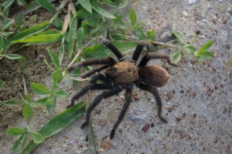17102 texas brown tarantula enclosure