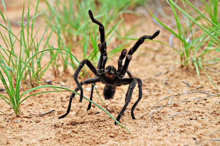 17102 texas brown tarantula habitat