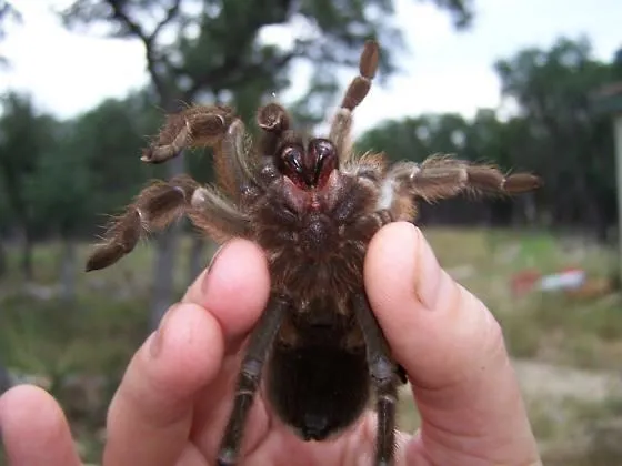 17102 texas brown tarantula handling