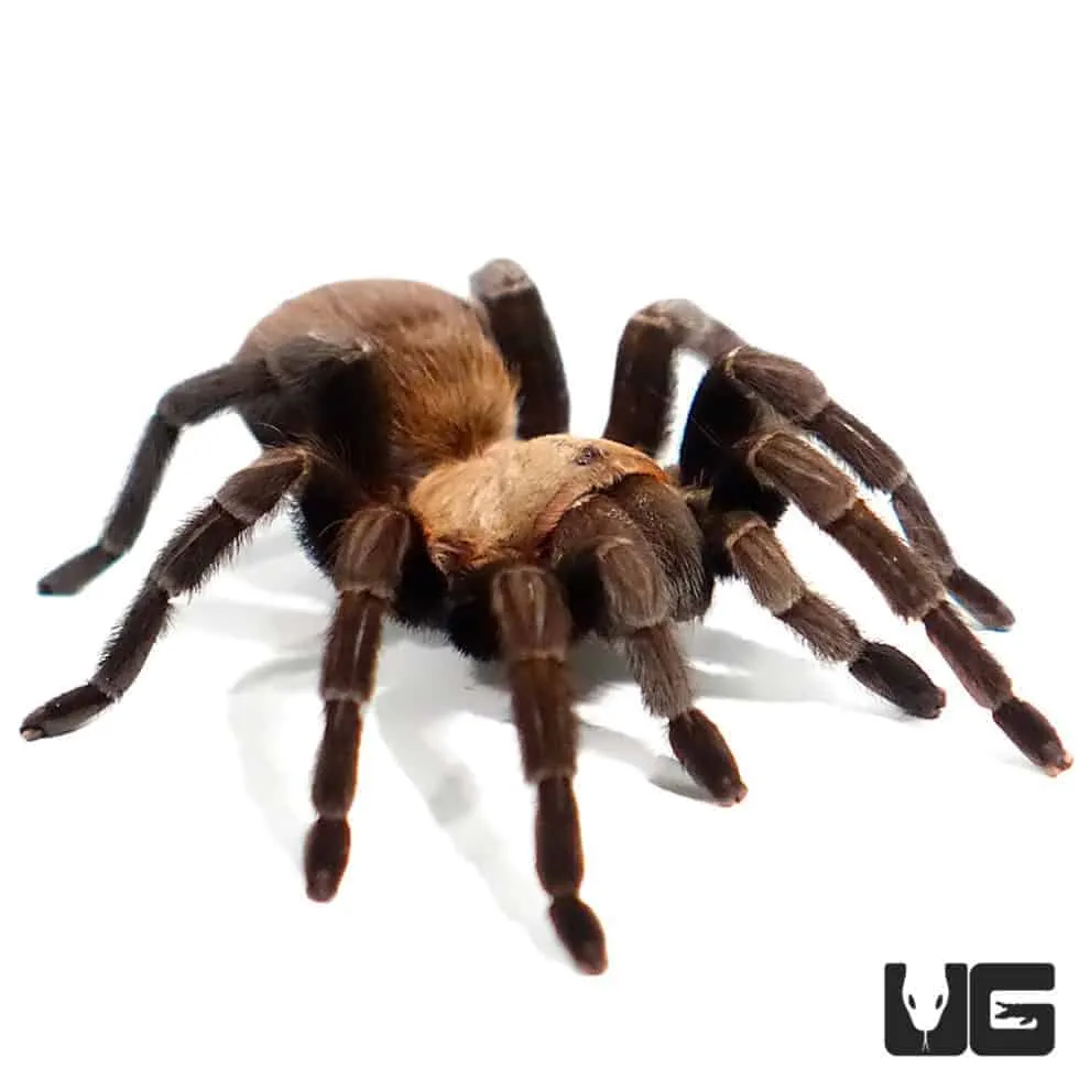 /img/17102-texas-brown-tarantula-health.webp