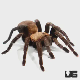 /img/17102-texas-brown-tarantula-health.webp