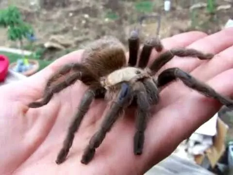 17102 texas brown tarantula molting