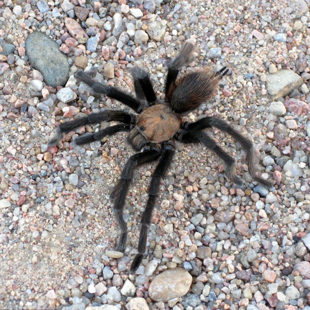 17102 texas brown tarantula substrate