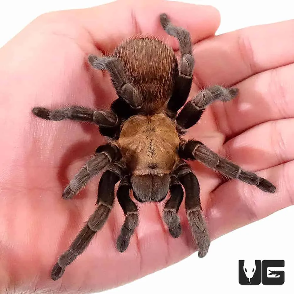 17102 texas brown tarantula water