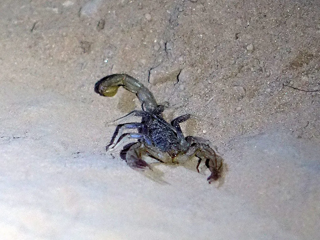 /img/17103-scorpion-hunting.webp