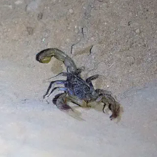 /img/17103-scorpion-hunting.webp