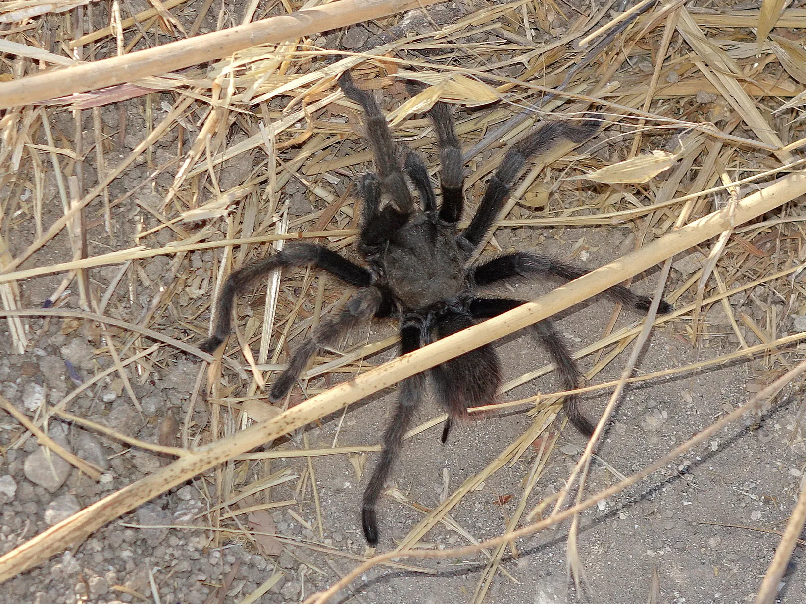 17103 tarantula venom