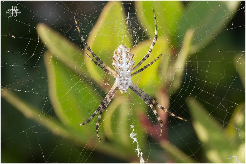 17104 cyprus tarantula spider close up