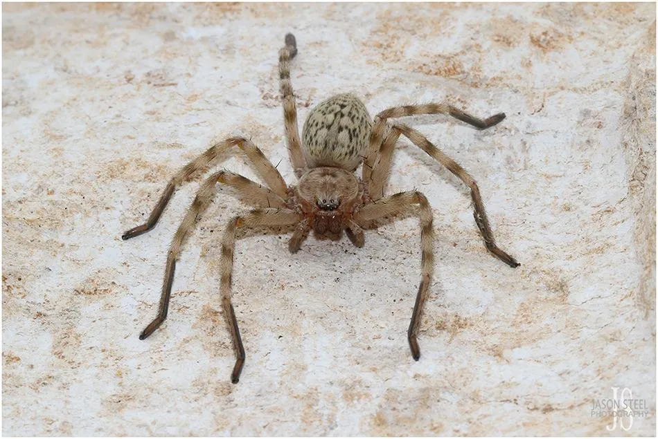 17104 cyprus tarantula spider conservation