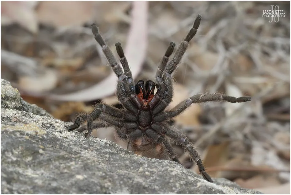 17104 cyprus tarantula spider spotting