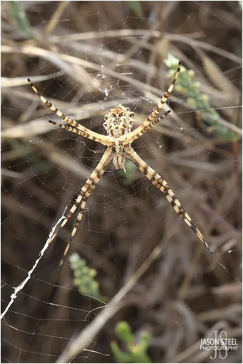 17104 tarantula spider cyprus ecosystem