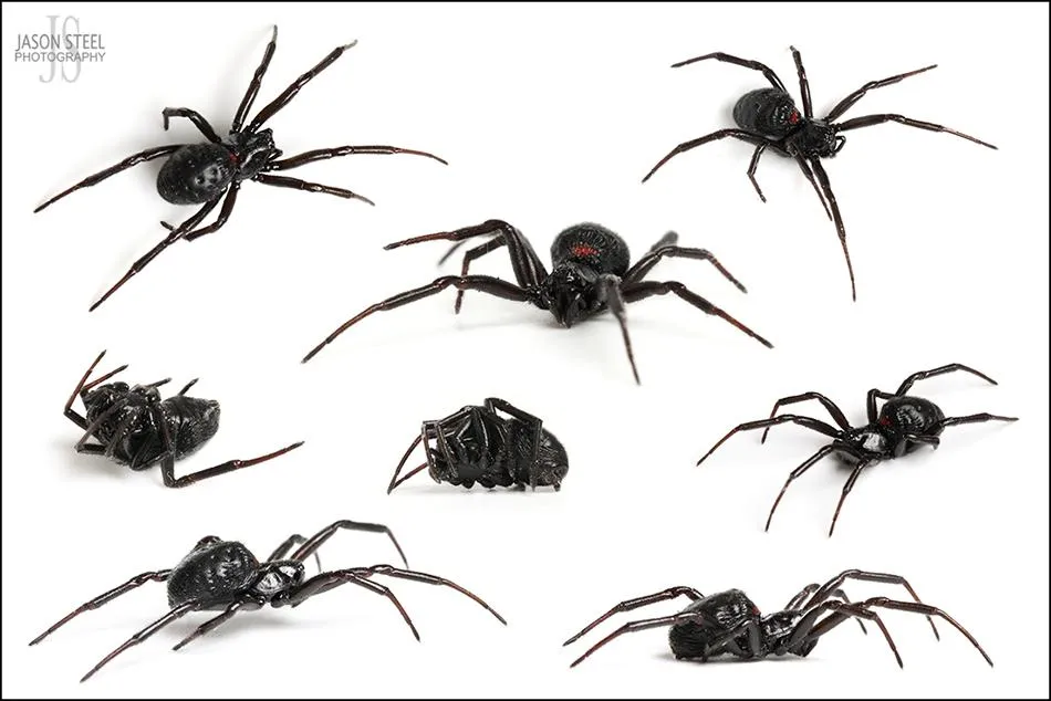 17104 tarantula spider cyprus feeding