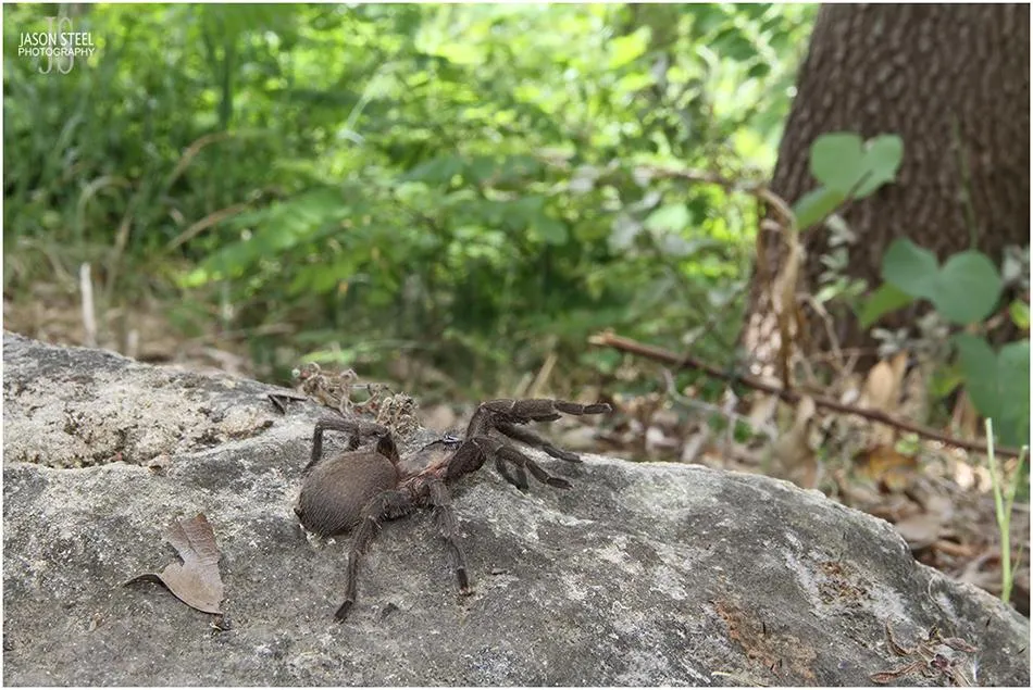 /img/17104-tarantula-spider-cyprus-safety.webp