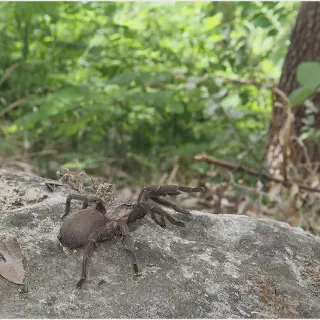 /img/17104-tarantula-spider-cyprus-safety.webp