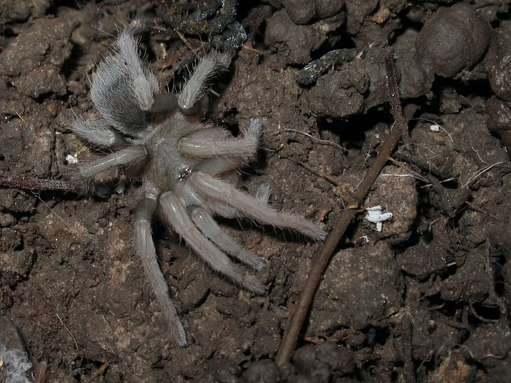 17105 juvenile tarantula color
