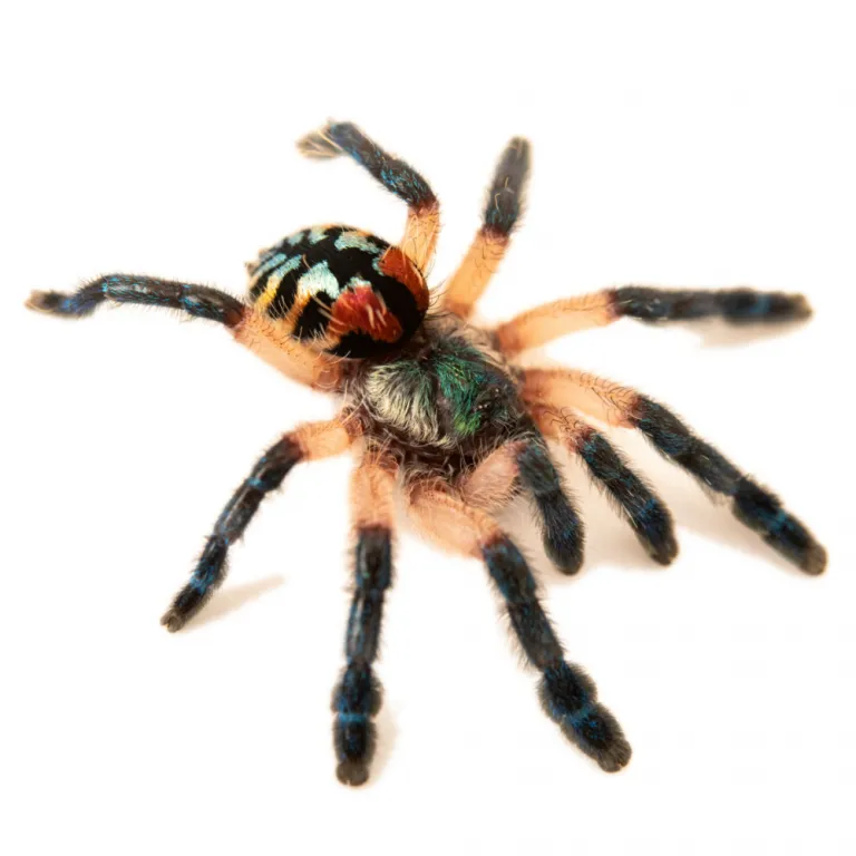 /img/17105-juvenile-tarantula-species.webp