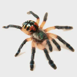 /img/17105-juvenile-tarantula-species.webp