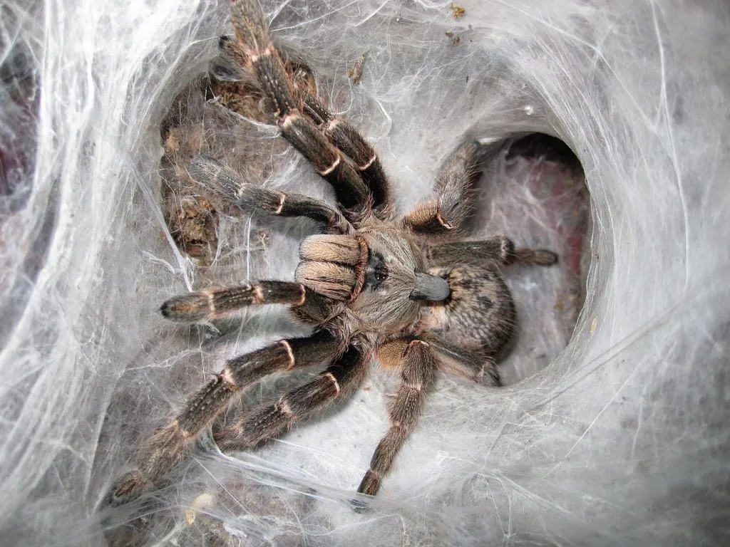 17105 tarantula enclosure