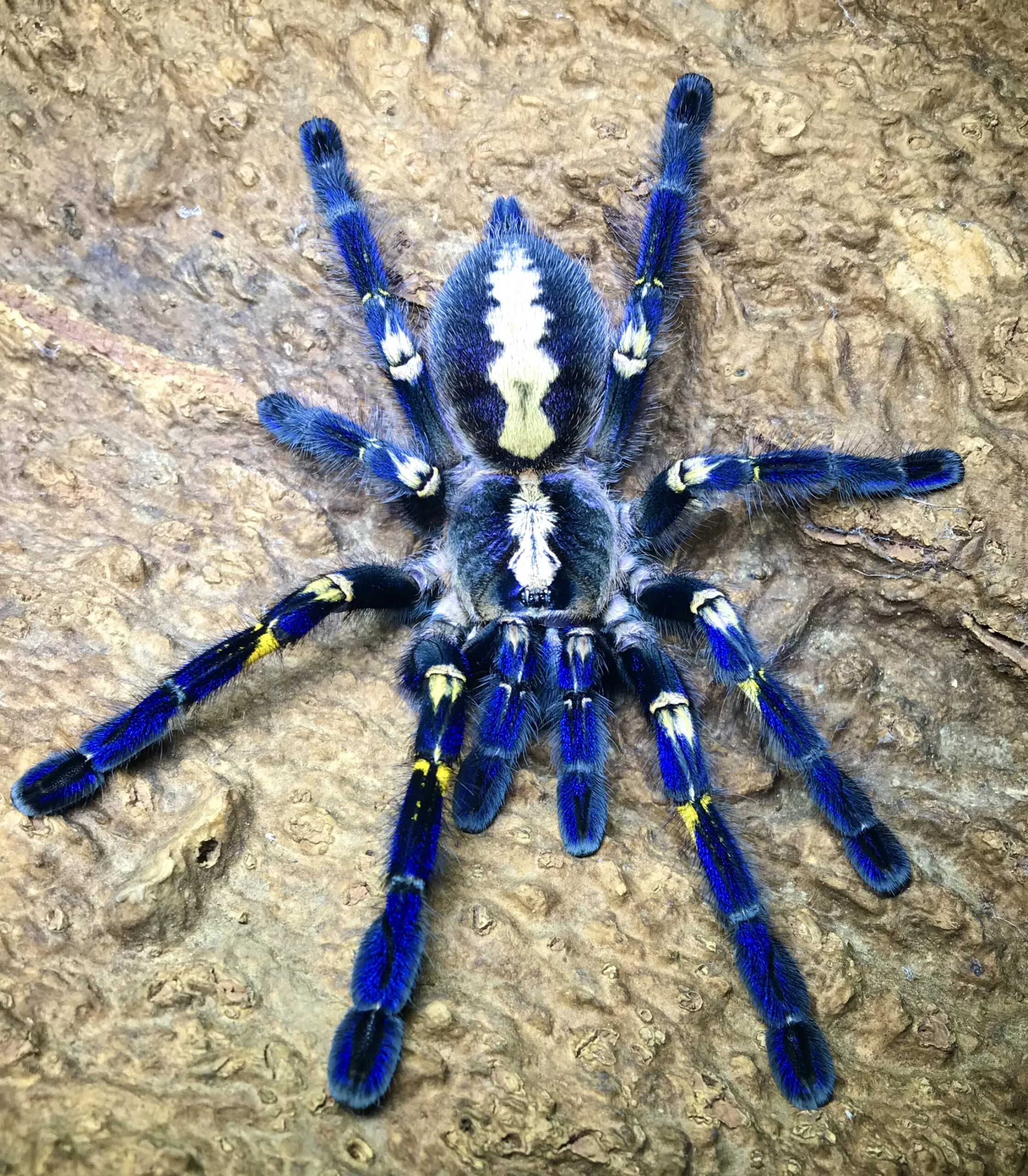 17105 tarantula handling