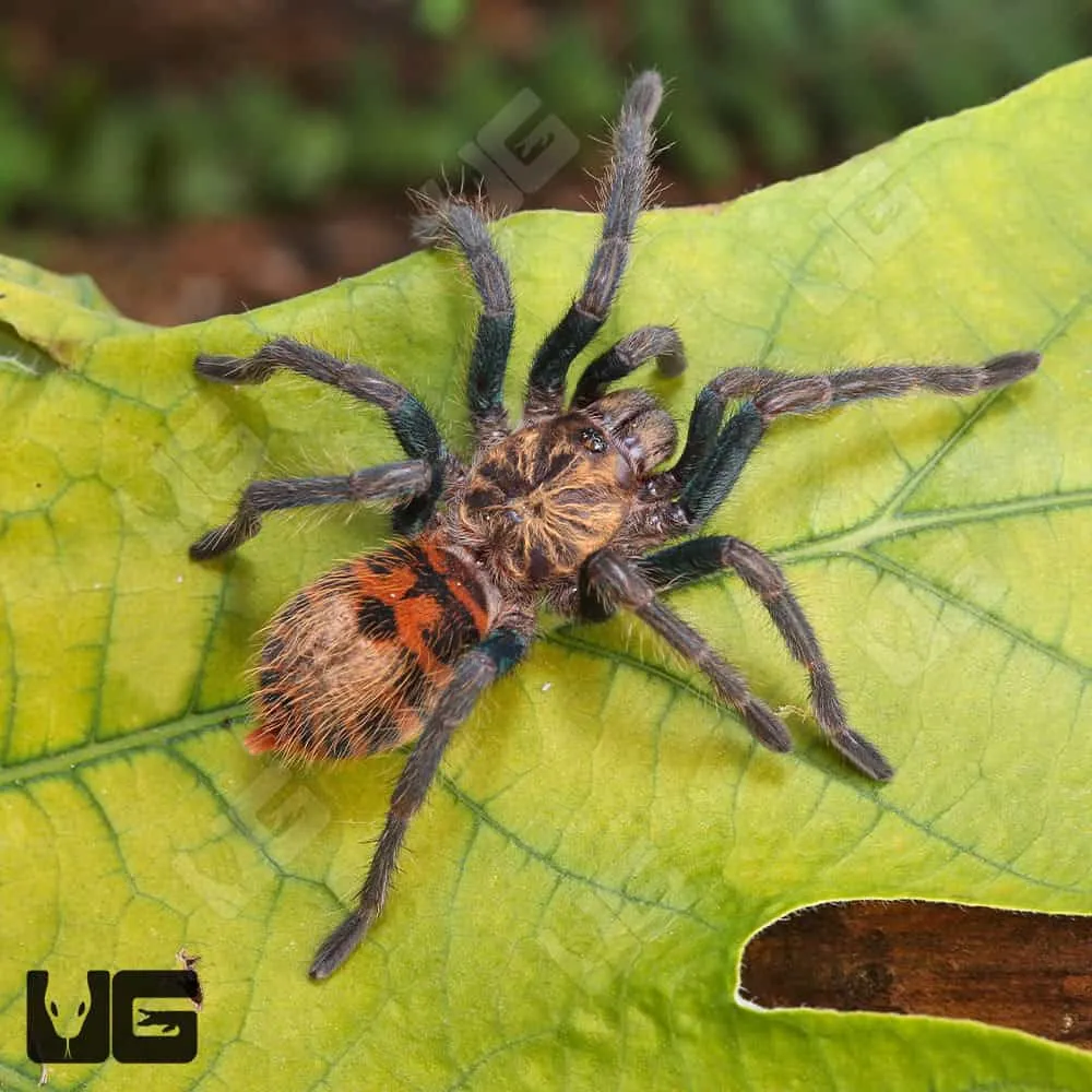 17106 green bottle blue tarantula breeding