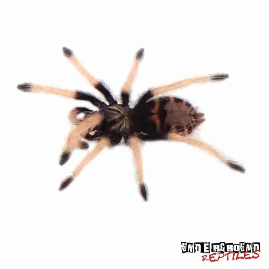 17106 green bottle blue tarantula close up