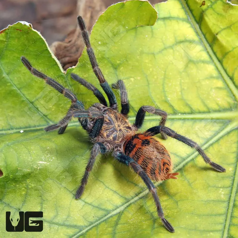 17106 green bottle blue tarantula feeding