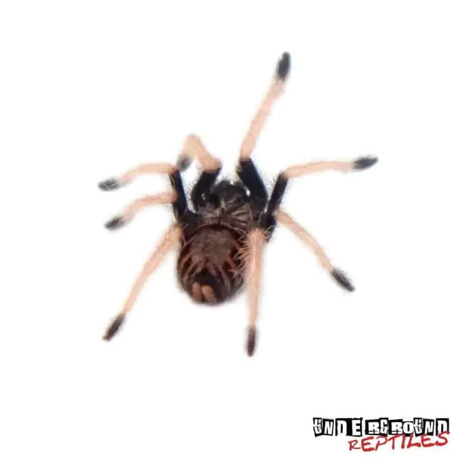 17106 green bottle blue tarantula handling